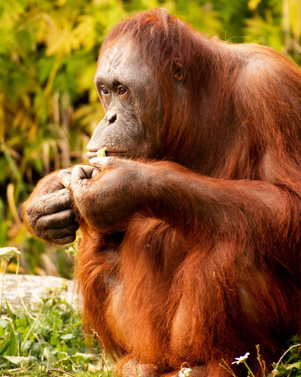 Dublin Zoo