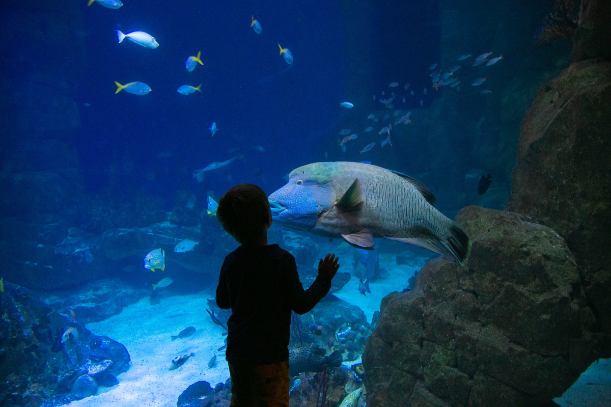 National Marine Aquarium | Case Studies | DigiTickets